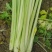 精品芹菜，规格齐全