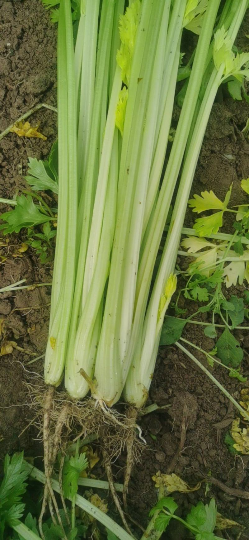 精品芹菜，规格齐全