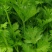 精品芹菜，规格齐全