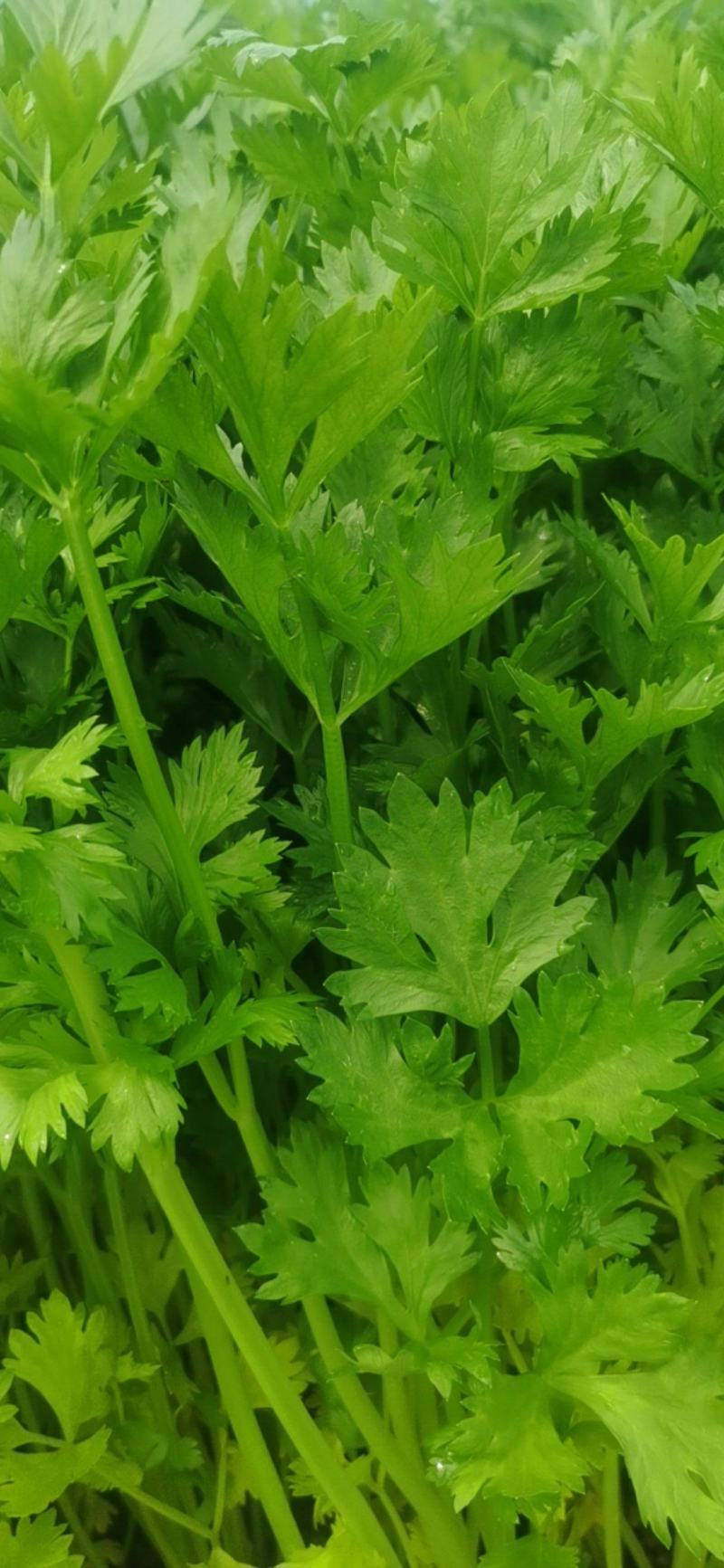 精品芹菜，规格齐全