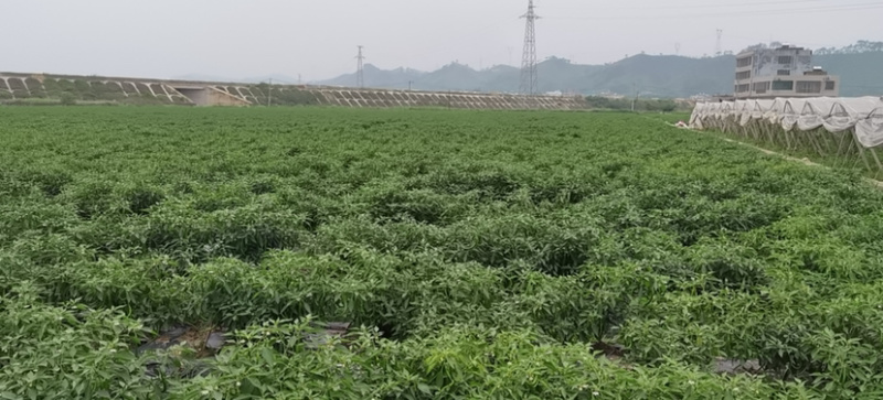 广西博白县线椒米椒火热上市货源充足品质保障