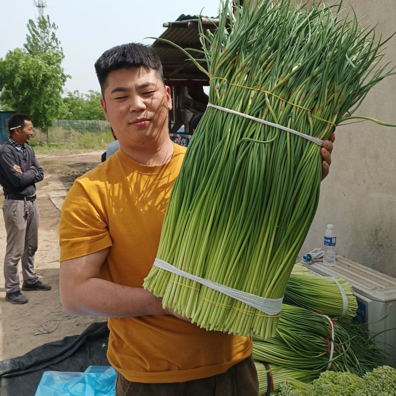山东红帽蒜苔大量上市诚信经营质量保证优质商家