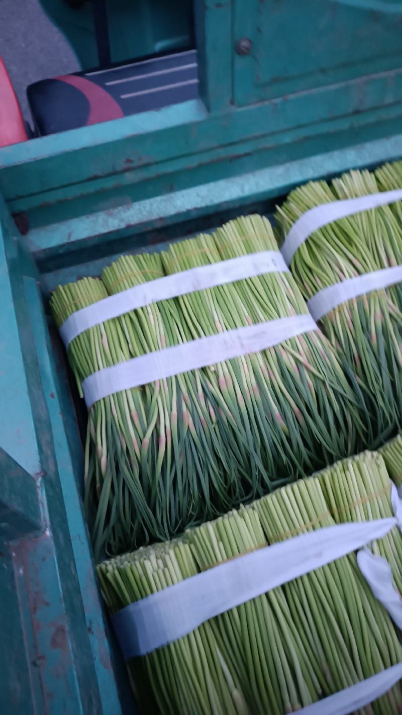 山东红帽蒜苔大量上市诚信经营质量保证优质商家