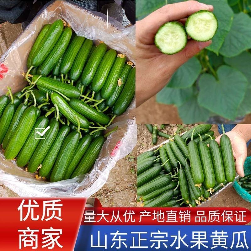 山东菏泽水果黄瓜、小黄瓜、青瓜，常年供应，欢迎咨询