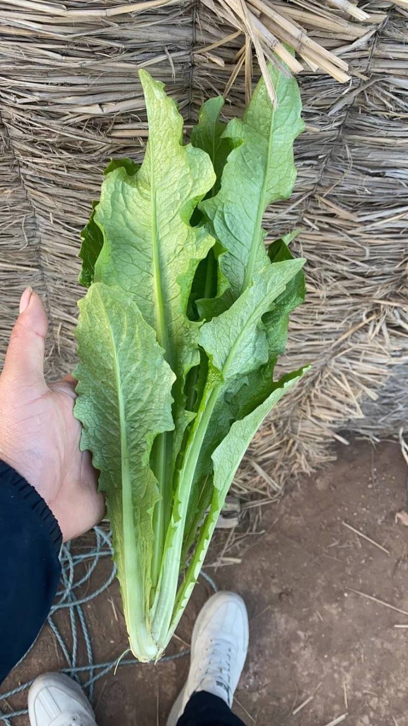 常年精品油麦菜，可以地头收货，质量好价格优，可视频看货