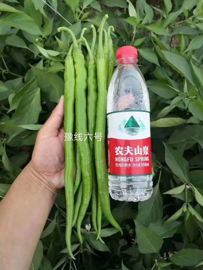 豫线6号线椒种子平均30厘米颜色亮绿，顺直，