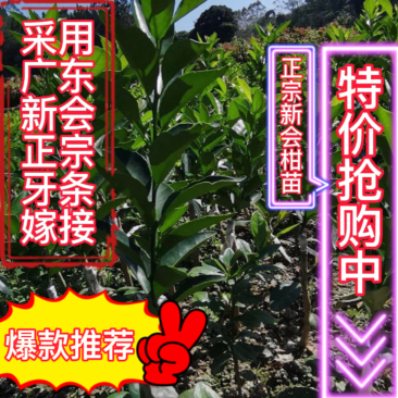 新会柑苗四会柑苗又名茶枝柑剥皮柑苗基地直发