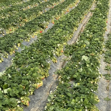 天仙醉假植苗基地直发包技术指导火热预定中