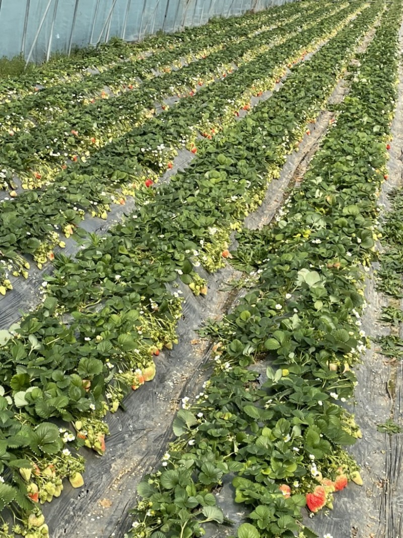 天仙醉假植苗基地直发包技术指导火热预定中