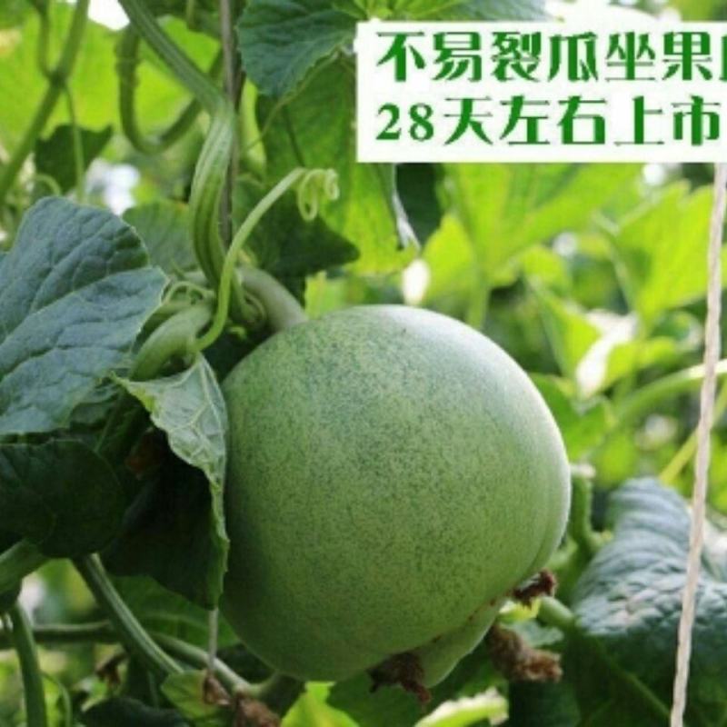 绿宝石甜瓜种子10克/袋一袋包邮绿宝石甜瓜种子