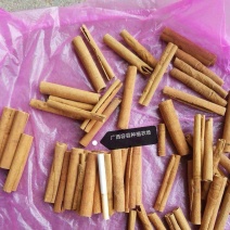广西容县桂皮种植农场去皮烟桂，桂心