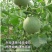 绿宝石甜瓜种子10克/袋一袋包邮绿宝石甜瓜种子