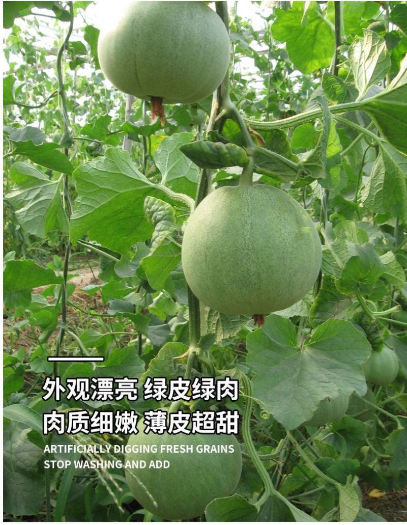 绿宝石甜瓜种子10克/袋一袋包邮绿宝石甜瓜种子