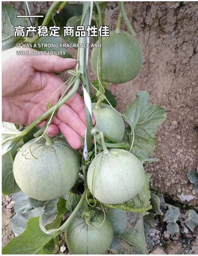 绿宝石甜瓜种子10克/袋一袋包邮绿宝石甜瓜种子
