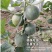 绿宝石甜瓜种子10克/袋一袋包邮绿宝石甜瓜种子