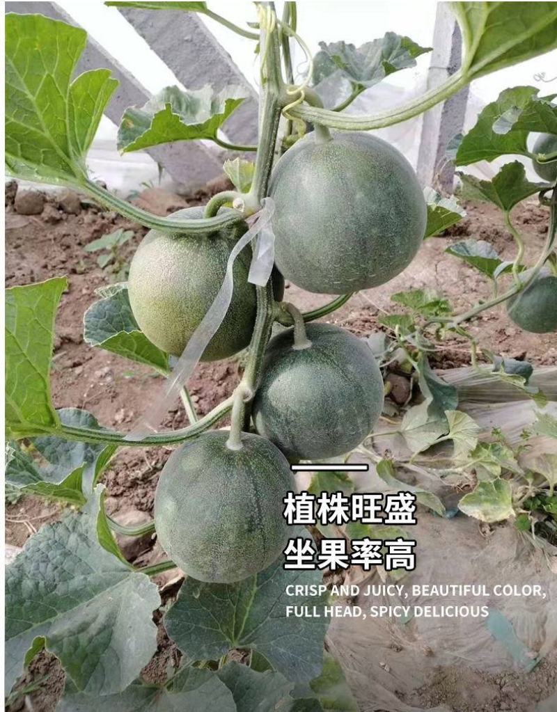 绿宝石甜瓜种子10克/袋一袋包邮绿宝石甜瓜种子