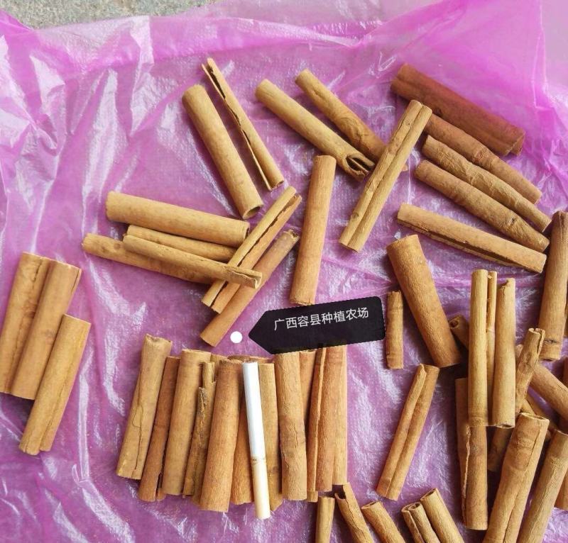 广西容县桂皮种植农场去皮烟桂，桂心