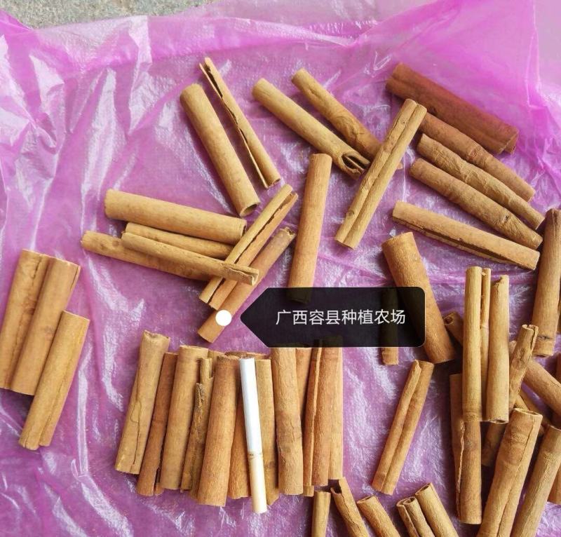 广西容县桂皮种植农场去皮烟桂，桂心