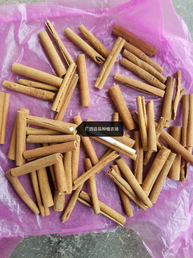 广西容县桂皮种植农场去皮烟桂，桂心