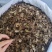 三七片文山三七无硫不打蜡人工切片统货选货地道中药