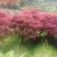 红枫叶