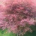 红枫叶