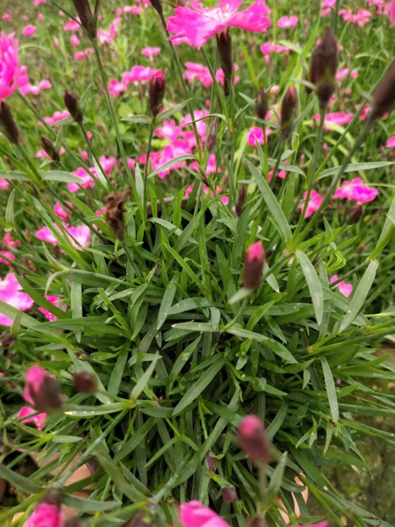 欧石竹