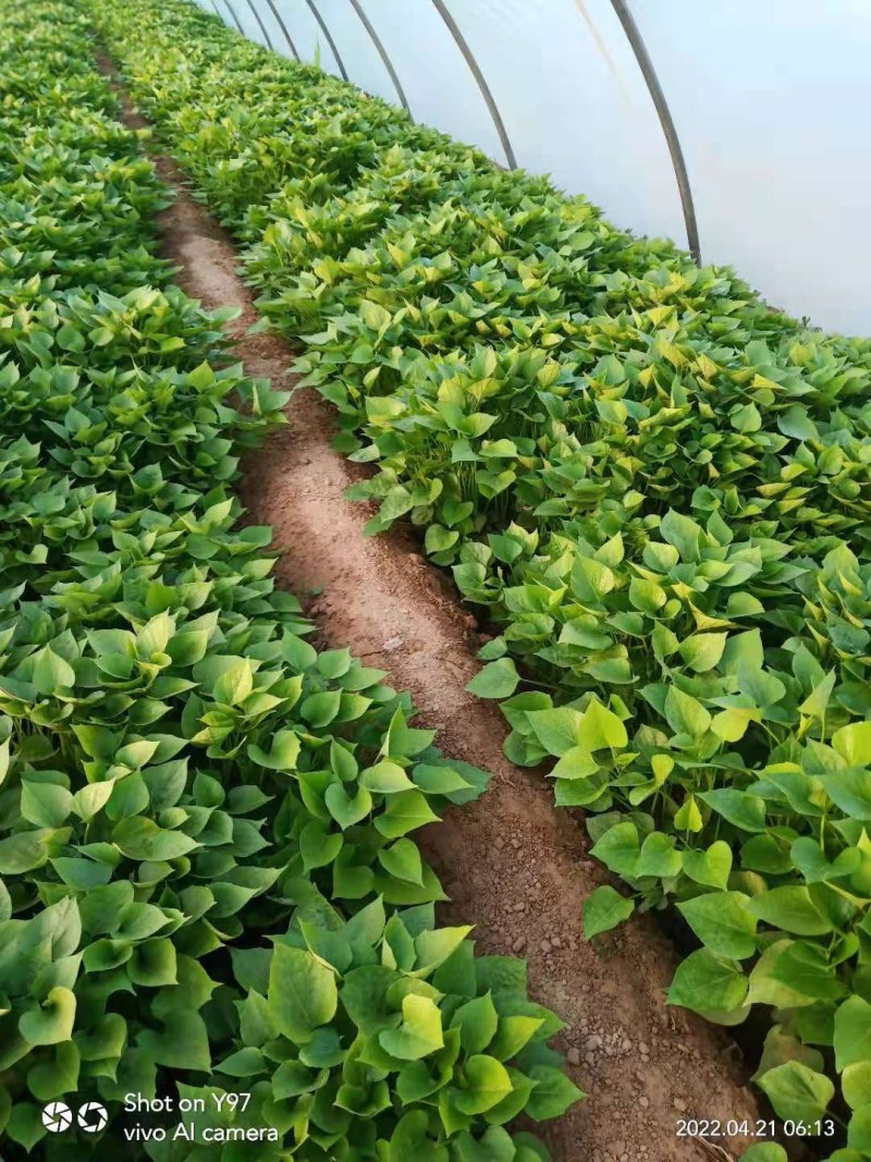 山东省夏津县大量供龙九薯苗，保质保量，包成活率。