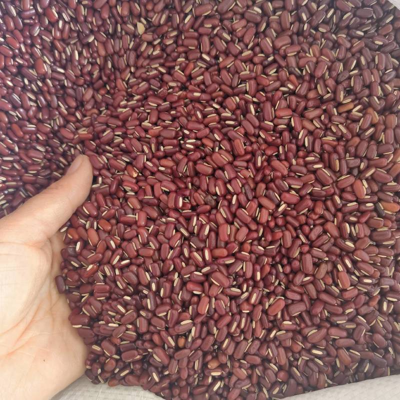 荷叶实物拍摄物美价廉质量保证今年新货百信药业