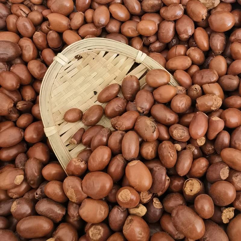 荷叶实物拍摄物美价廉质量保证今年新货百信药业