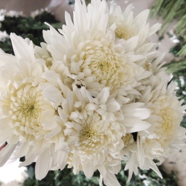 江苏冷棚大白菊，大花头，亮！联系我时请说在一亩田上看到的
