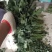 江苏冷棚大白菊，大花头，亮！联系我时请说在一亩田上看到的