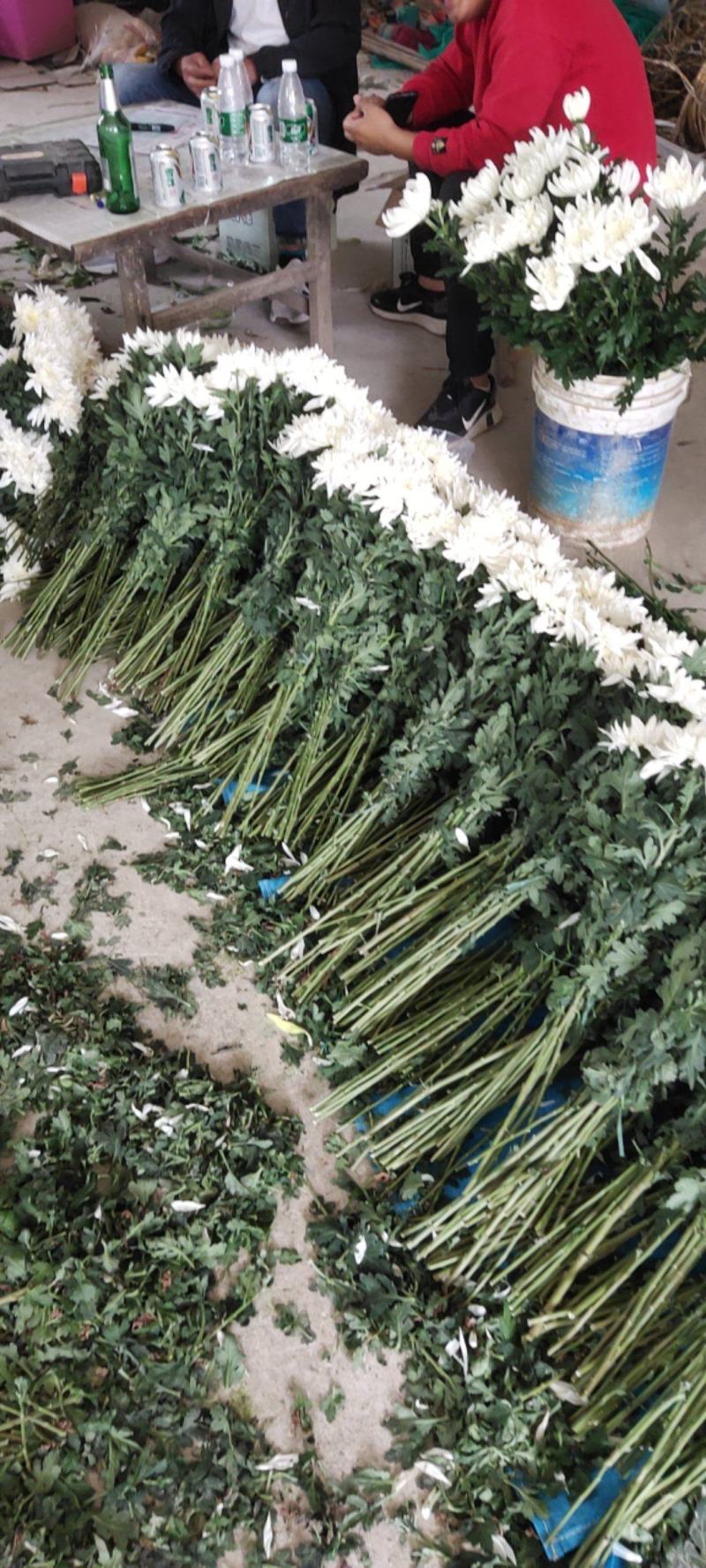 江苏冷棚大白菊，大花头，亮！联系我时请说在一亩田上看到的