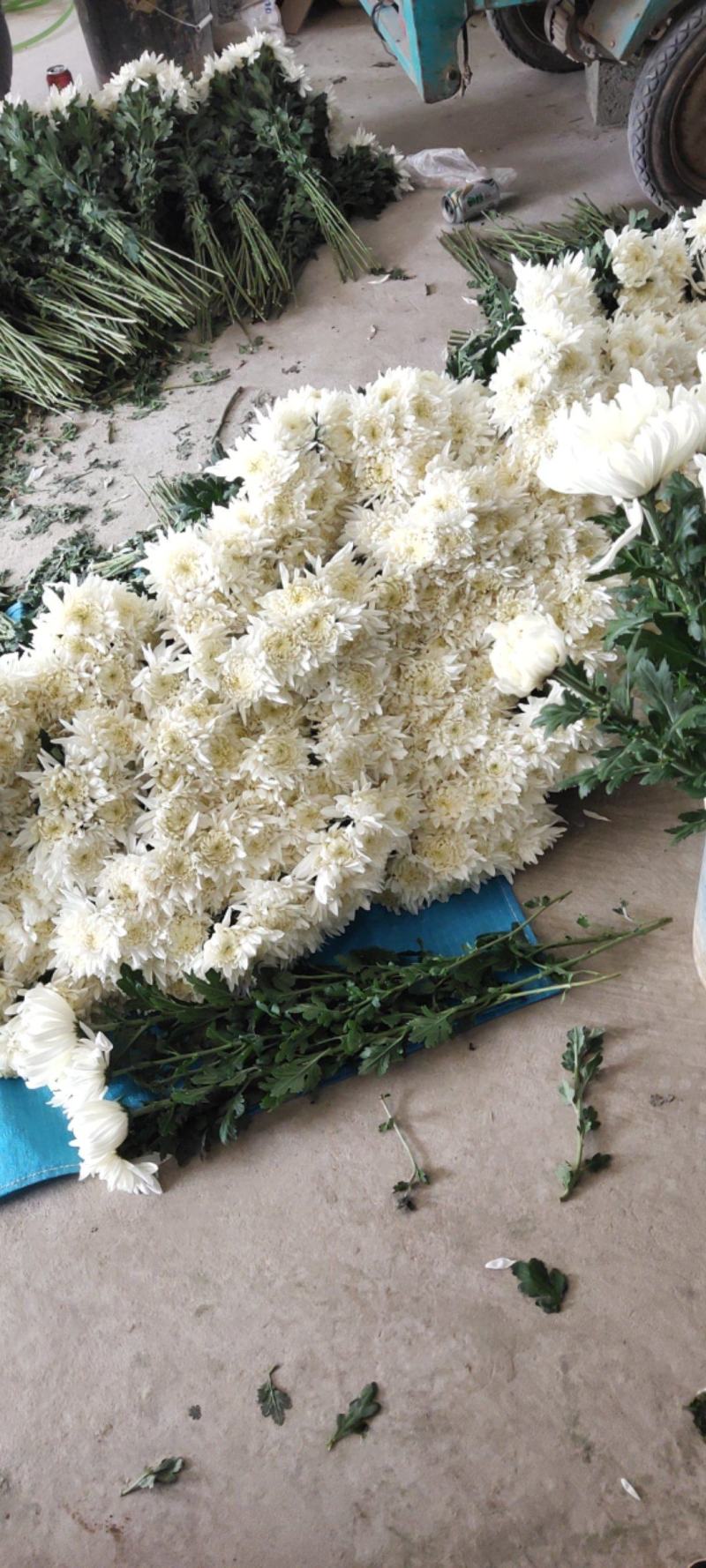 江苏冷棚大白菊，大花头，亮！联系我时请说在一亩田上看到的
