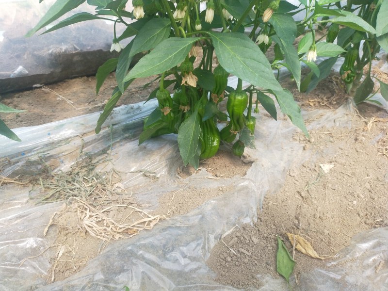 薄皮辣椒产地直销视频看货一手货源质量保证欢迎电话联系