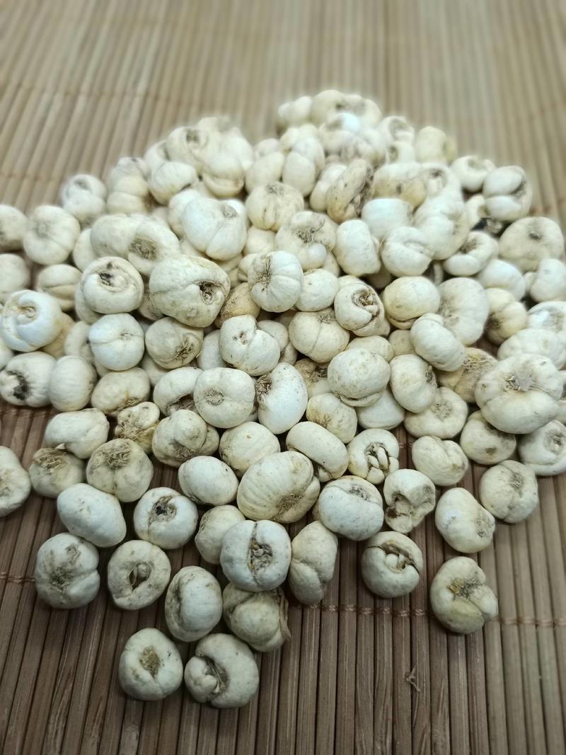 【志浩药业】薤白各种中药材养生花茶批发地道药材