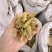 生鸡内金物美价廉重在品质欢迎选购百信药业精选货