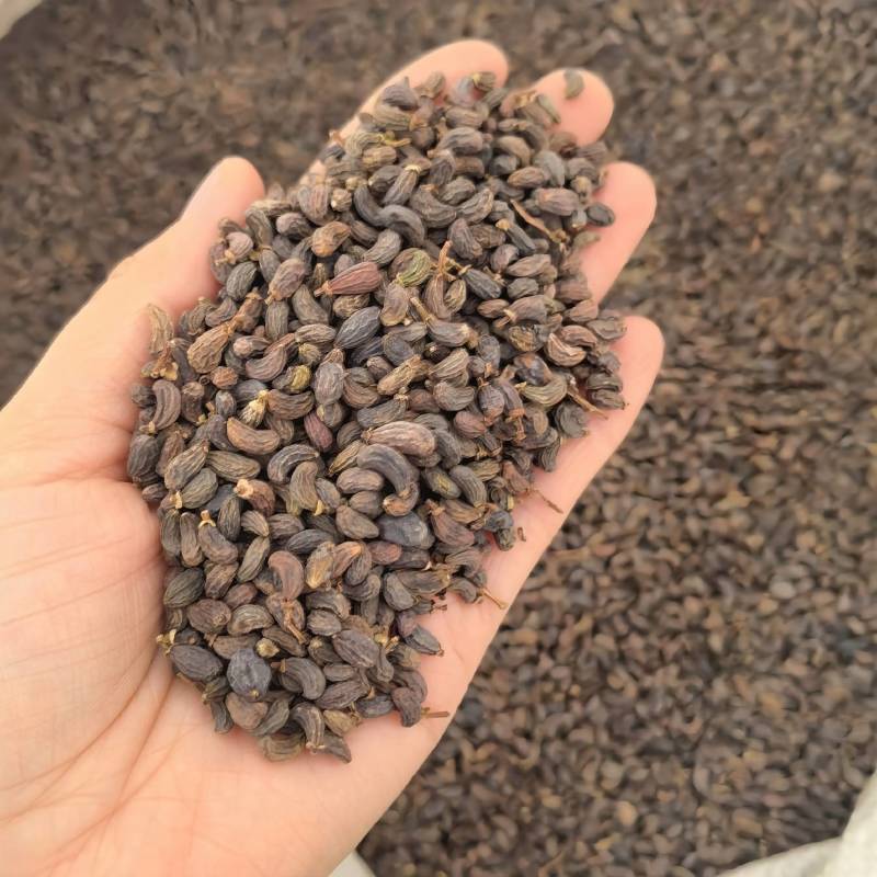 女贞子实物拍摄精选货量大从优一手货源欢迎选购