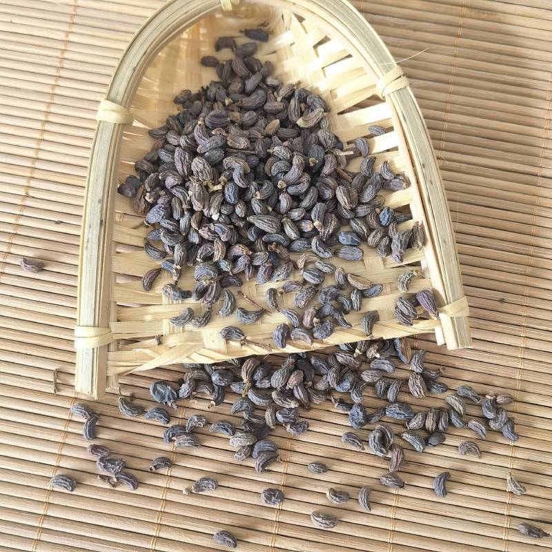 女贞子实物拍摄精选货量大从优一手货源欢迎选购