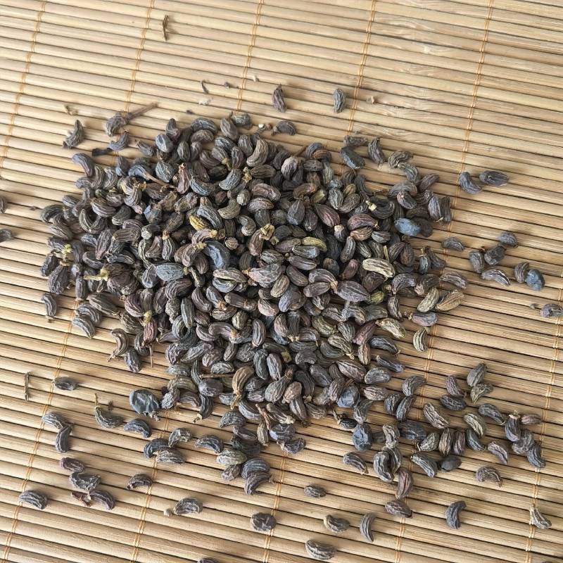 女贞子实物拍摄精选货量大从优一手货源欢迎选购