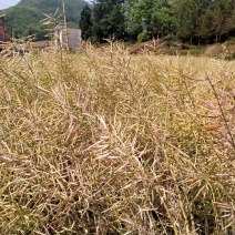 粮油作物罗平本地油菜籽，常年供应，货源稳定，出油率高，