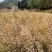 粮油作物罗平本地油菜籽，常年供应，货源稳定，出油率高，