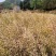 粮油作物罗平本地油菜籽，常年供应，货源稳定，出油率高，