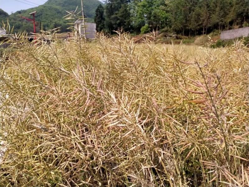 粮油作物罗平本地油菜籽，常年供应，货源稳定，出油率高，