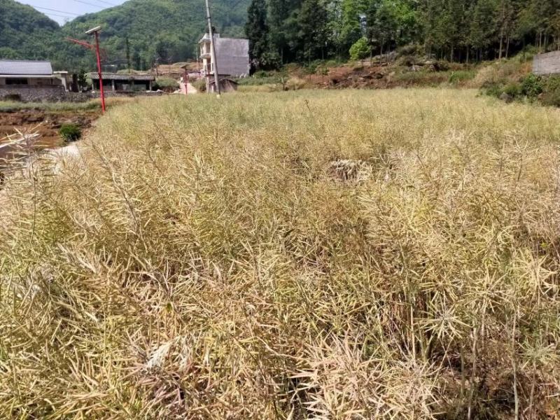 粮油作物罗平本地油菜籽，常年供应，货源稳定，出油率高，