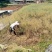 粮油作物罗平本地油菜籽，常年供应，货源稳定，出油率高，
