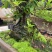 杜鹃多品种盆景