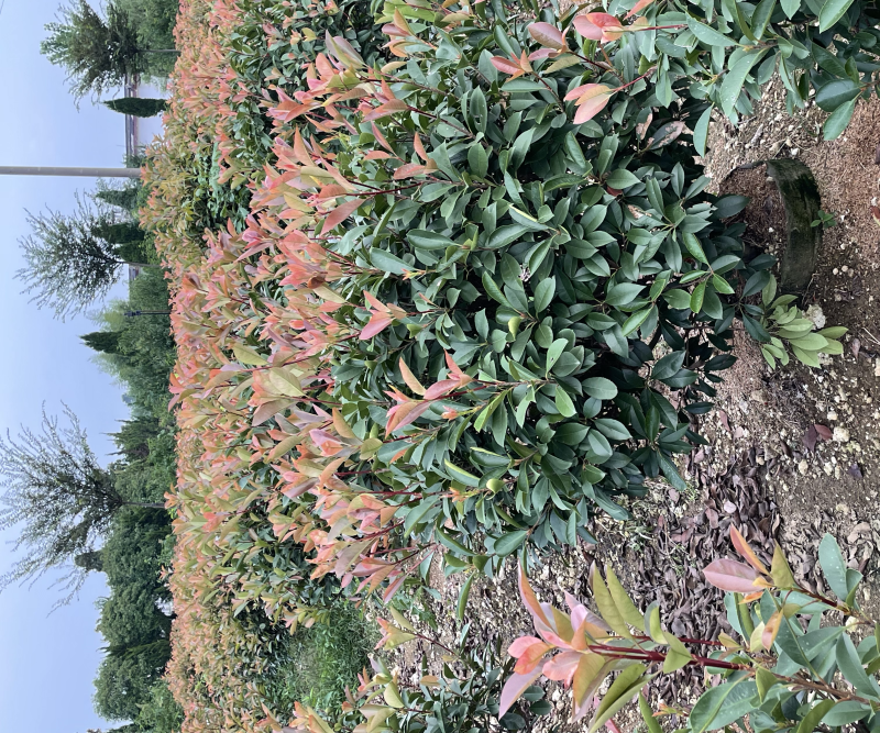 精品红叶石楠，红叶石楠基地直销，规格齐全，量大优惠