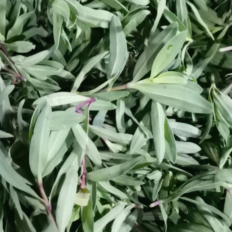 山菜山苜楂山麻楂山苜楂弱碱性蔬菜，新鲜时令野菜