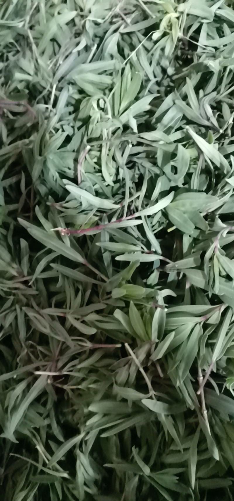 山菜山苜楂山麻楂山苜楂弱碱性蔬菜，新鲜时令野菜